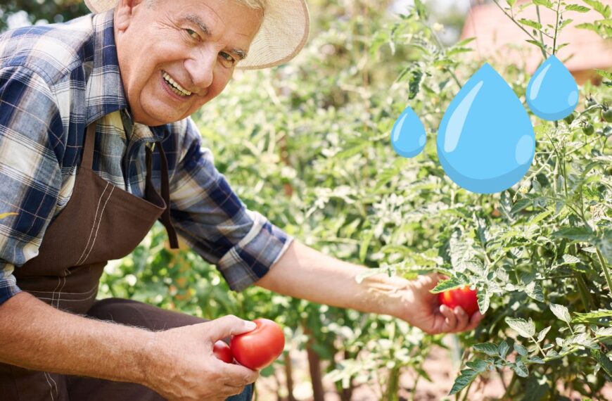 איך השקיה עם מי מלח יכולה להכפיל את העגבניות שלך!