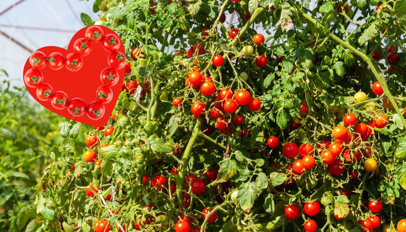 כיצד לנהל את גידול עגבניות שרי בגינה או בעציצים