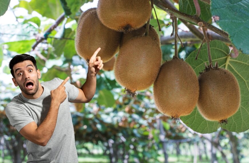 גיזום קיווי קל